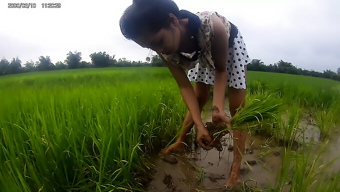 Cô Gái Á Đông Nóng Bỏng Trở Nên Tinh Nghịch Trong Lúa Gạo